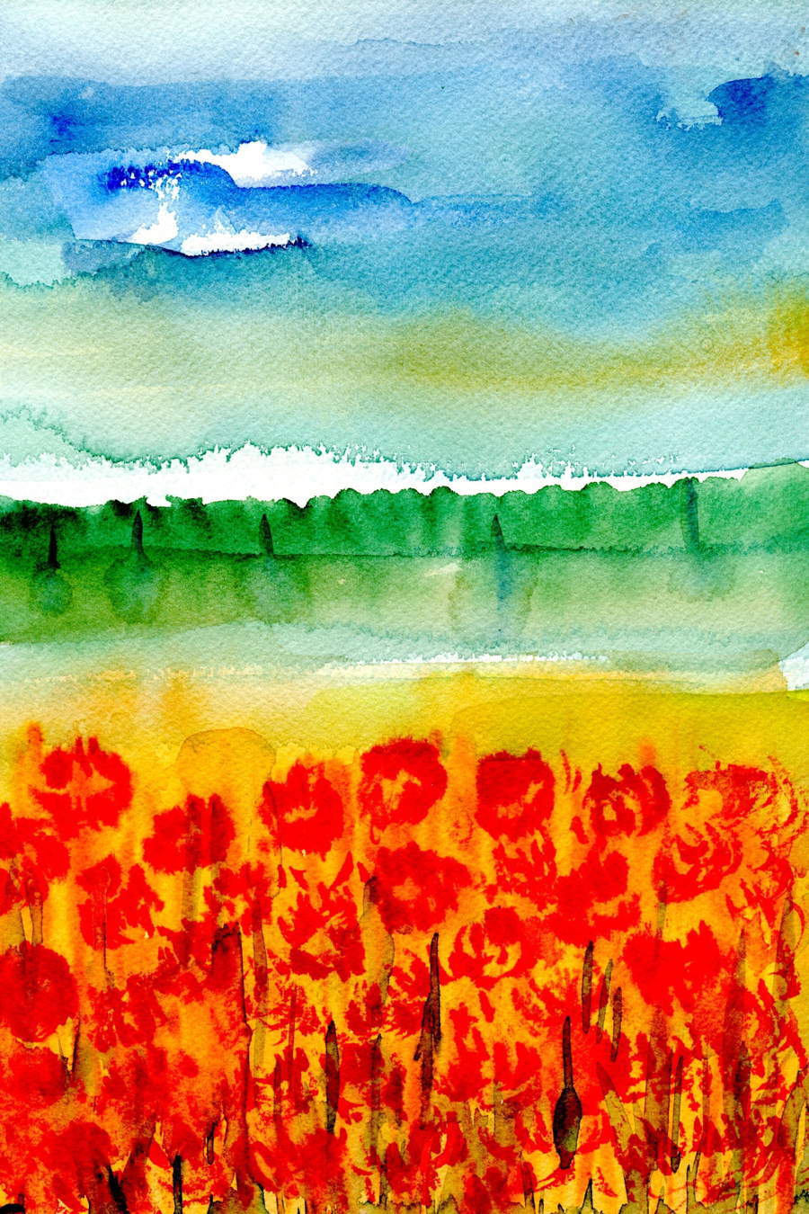 Klatschmohn